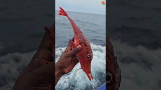 ഇനി എന്തെല്ലാം കടലിൽ കാണാൻ കിടക്കുന്നു 🥰#shortsyoutube #deepseafishing #fishing #seafishing