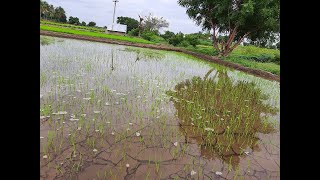 Kattuyanam Organic Traditional paddy rice Cultivation From Day 0 to Day 160 - English