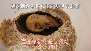 瓶内の蛹を安全に掘り出すだけの動画