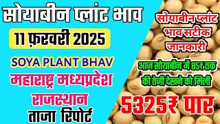 सोयाबिन प्लांट भाव 11 फरवरी 2025 | Soyabean plant bhav |soyabean Plant bhav today|soybean ka bhav