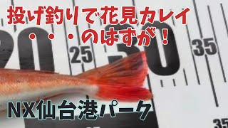 カレイが釣れても釣れなくても【カレイライス】はさせて頂きます！