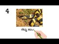 ಪ್ರಪಂಚದಲ್ಲೇ ಅತ್ಯಂತ ವಿಷಪೂರಿತ ಹಾವು top 5 venomous snakes in the world documentary kannada