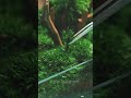 the making of nova heart of forest futuristic luxury terrarium by terraliving terrarium moss