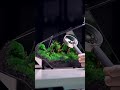 the making of nova heart of forest futuristic luxury terrarium by terraliving terrarium moss