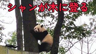 1月7日、午前10時頃、雨の日のシャンシャンが木に登る全過程を記録！🌧🐼🌳