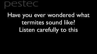 What does a Termite sound like?