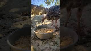 Man Saving a Life!Rescuing a Baby Turkey Hen Chick #shorts #Viral #trending #rescuinganimals #farm