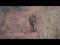 tadoba 2012 waghdoh male walking towards us in waghdoh