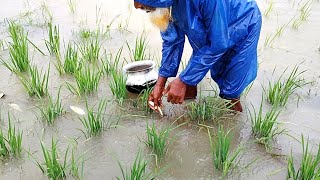 ১০০% বৃষ্টির ভিতরে সুতার কারেন্ট জাল দিয়ে বিলের দেশি ও মাছ শিকার।।village Fishing in havvy Rainy Day