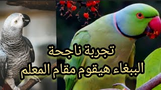 تعليم الببغاء الكلام بواسطة الببغاء 🐦🤔 اذا علمت ببغاء واحد الكلام  فهذا كنز حقيقي