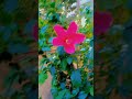 beautiful red hibiscus short video trending ytshort viralvideo flower