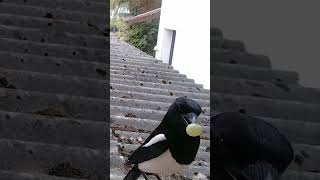 Eurasian Magpies (Pica pica) love grapes -- Window Bird Feeder Camera 2023 🕊