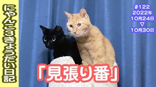 にゃんこ3きょうだい日記 #122 Diary of 3Cats [Oct.24-30/2022]