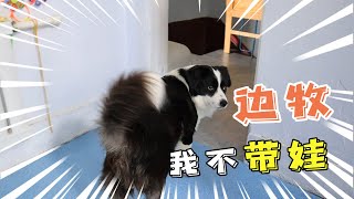 主人把小奶猫送给狗子，边牧：我不带娃，德牧：我拿走了啊【阿尔法是只边牧】