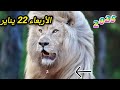 برج الأسد وتوقعات يوم الأربعاء 22 يناير 2025