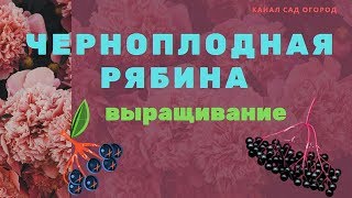 Черноплодная рябина выращивание