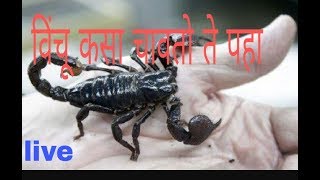 विंचू कसा चावतो ते पहा bittchu kaise katata hai dheke.. Live