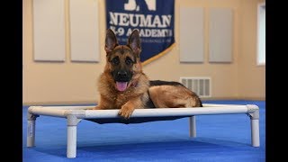 Max (German Shepherd) Boot Camp Dog Training Video Demonstration
