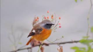 赤い実とジョウビタキ（♂）－服部緑地公園－2017 01 13