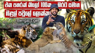 සිංහයාත් පරදින බළල් පවුලේ ලොක්කා - Bengal Tiger | Pet Talk