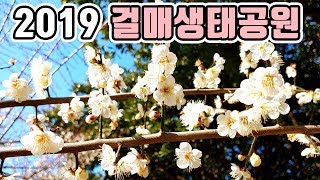 걸매생태공원 제주 매화 하얗고 예쁘다~ 한라산 전망도 멋져!!!