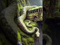 Nature Exploration | Travel Discovery | Abandoned #truck #bus #snake