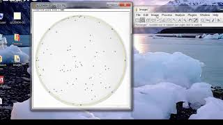 Simple Method of Colony Counting using ImageJ