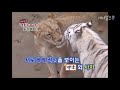 white tiger vs african lion new footage