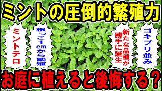 ミントの圧倒的繁殖力　お庭に植えると後悔する？【お庭解説】