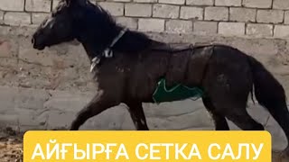 Айғырға сетка салдық. Көшім айғыр КӨСЕМ 2020ж. (Көрсемай 2012ж) #ақтөбе #жылқы #қайыңды #мұғалжар