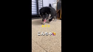 【生後31日目】ママに叱られすぎた子犬はこうなりますｗ #Shorts