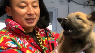 养殖户家选马犬，这种马犬怎么样？欢迎评论区留言