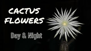 Mid-April Cacti Blooms (Day and Night) | #Cactus and Succulent