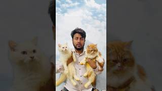 billu ne ki gadbad🤣😂 #cat #catcomedy #viralcat #catvideo