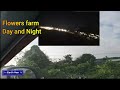 flowers farm day and night at ngoc ha village