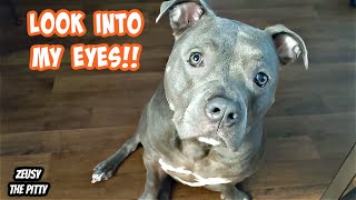 Talking Pitbull Begs So Sweet For What He Wants! Cutest Dog On Youtube!!