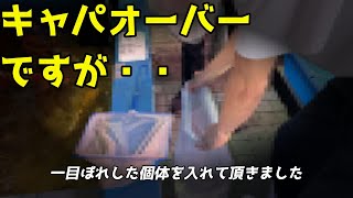 【新魚導入】遂に買ったバカでかい古代魚　ＷＩＬＤ個体だろ？