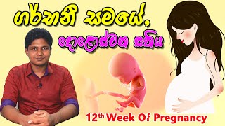 Pregnancy 12th Week | Sinhala Medical Review | අම්මයි බබයි