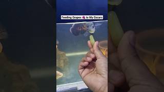 Feeding grapes to my Oscar fish #shorts #viral #oscarfish #feedingfish #fishtank #fish #machli