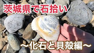 茨城県で石拾い～化石と貝殻編～