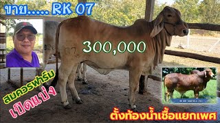 RK 07 สมควรฟาร์มเปิดแบ่งอีกแล้วครับ ท้องพ่อพันธุ์น้ำเชื้อแยกเพศ HK Americ 280 ราคา 300,000 บาท