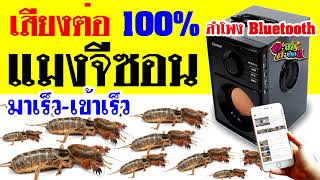 เสียงแมงจีซอน เสียงล่อแมงจีซอน เสียงต่อแมงจีซอน มาเร็ว-เข้าดี ชัด 100%