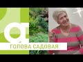 Голова садовая Как правильно выкопать чеснок