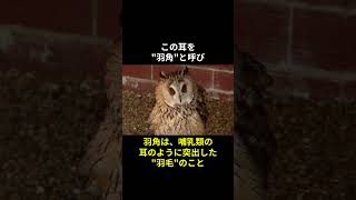 【ミミズクに関する雑学】#動物 #動物雑学 #雑学 #short #トリビア #動物トリビア #ミミズク