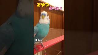 「おやつ食べた？」#おしゃべりインコ　＃Shorts