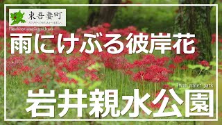 【Log.097／岩井親水公園】東吾妻町／群馬観光／彼岸花