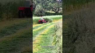 Satisfying Process Of Harvesting Highland Barley On Sunny Day !