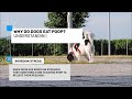 why do dogs eat poop understanding causes behind puzzling behavior coprophagia causes u0026 solutions