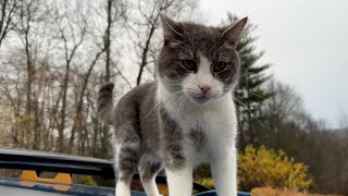 We Checked Out a House...and a cat