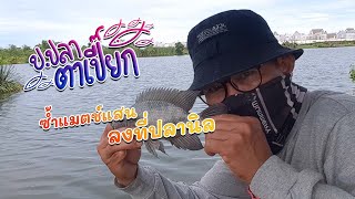 ป.ปลาตาเปี๊ยก EP.39 | ซ้ำแมตช์แสน ลงที่ปลานิล